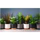 6 Indoor House Plants in 9cm Pots, Mix of Real Plants for Indoors. Ideal Live Plants for Your Home. Air Puriying