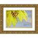 Paulson Don 14x11 Gold Ornate Wood Framed with Double Matting Museum Art Print Titled - Washington Seabeck Flowering vine maple leaf