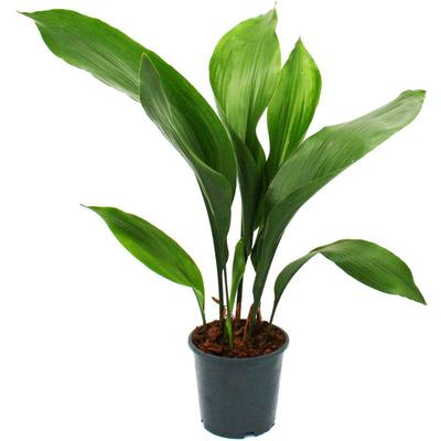 Schusterpalme - Aspidistra elatior - Zimmerpflanze - 15cm Topf