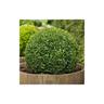 Bosso comune 'Buxus sempervirens' pianta a palla da siepe in mastello 40 cm 40 cm a palla