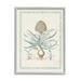 Stupell Industries Botanical Latin Study Plant Giclee Art By Vision Studio Wood in Blue/Brown | 14 H x 11 W x 1.5 D in | Wayfair ar-116_gff_11x14