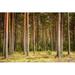 Millwood Pines Beautiful Pine Forest by Lumikk555 - Wrapped Canvas Photograph Canvas in White | 24 H x 36 W x 1.25 D in | Wayfair