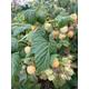 Late Raspberry Bush 'Summer Lovers Gold' (9cm Pots) For You To Grow Yourself (Free UK Postage)