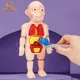 Figurines de corps assorties Viscus pour enfants jouets Montessori organes humains jeu d'anatomie