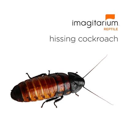 Hissing Cockroach (Gromphadorhina portentosa), Small, 100 Count