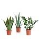 BloomPost Easy Care Box - Zimmerpflanzen - Pflegeleicht - Einfach zu züchten - Pflanzen für das Heimbüro - Perfekt für saubere Luft