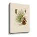 Gracie Oaks Vintage Pine Cone by Ansel Adams - Graphic Art on Canvas in Green | 10 H x 8 W x 2 D in | Wayfair 3566C5E845884836B5C7A770EA0514EB