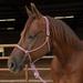 Professionals Choice Easy On Rope Halter Wine Horse