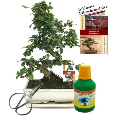 Bonsai - Fukientee - Carmona microphylla - ca. 10 Jahre - 25cm Schale - Geschenk-Set mit Schere und