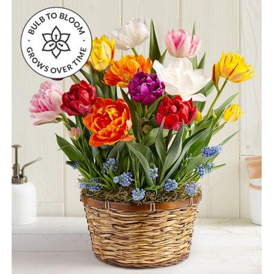 1-800-Flowers Seasonal Gift Delivery Bountiful Blooms Bulb Garden Large