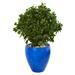 Nearly Natural 32 Peperomia Artificial Plant in Blue Planter UV Resistant (Indoor/Outdoor)