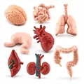 Ensemble de mini simulation d'organes du corps humain pour enfants figurine l'inventaire kit
