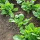 Vegetable Plants - Spinach 'Bella' - 12 x Plug Plant Pack
