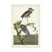 John James Audubon Yellow Crowned Heron Canvas Art