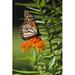Gracie Oaks Monarch on Milkweed by Jilllang - Wrapped Canvas Photograph Metal | 48 H x 32 W x 1.25 D in | Wayfair E91AA85700D64FAFA93A338CDBB580AE