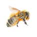 Gracie Oaks Flying Bee by Luchioly - Wrapped Canvas Painting Canvas, Wood | 12 H x 12 W x 1.25 D in | Wayfair CC42B8148EF9445FADC93843104DD4C9