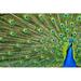 Dakota Fields Peacock by Mjf795 - Wrapped Canvas Photograph Canvas | 20 H x 30 W x 1.25 D in | Wayfair 3F4F9708C3A74FCEA2833ED002411E8B