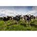 Gracie Oaks Young Dairy Cows by Deb Drury - Wrapped Canvas Photograph Canvas | 20 H x 30 W x 1.25 D in | Wayfair 094EBC61A43A4855958905CB9B9E9583