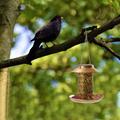 360Â°Feeding Garden Hanging Iron Feeder LED Waterproof External Solar Bird Feeder