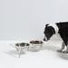 Hiddin Clear Elevated Pet Feeder w/ Silver Bowl Plastic (affordable option)/Metal/Stainless Steel (easy to clean) in Gray | Wayfair CL3-2S-1Q