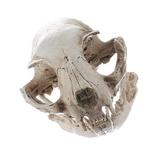 Cat Skull Resin Teaching Skeleton Model Aquarium Prop