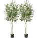 6 FT Artificial Olive Tree 2-Pack Faux Olive Silk Tree with Planter Olive Plants for Home Office Decor Indoor