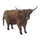 Highland Cow Plaque - Highland Cow Plaque -Highland Cows OF20P