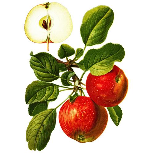 Apfel Roter Boskoop, Im Ca. 23 Cm-Topf