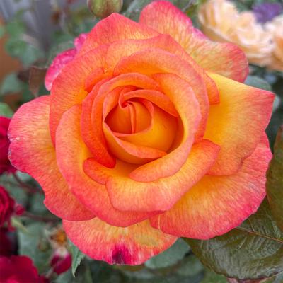 Rose Sheilas Perfume 3L Potted