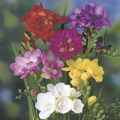 Mixed Double Freesias Pack Of 50 Corms