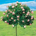 Rosier Cascade rose sur tige - Rose