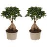 Bonsaï Ficus Ginseng - Set de 2 - Pot 12cm - Hauteur 30-40cm