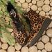 Michael Kors Shoes | Michael Kors Leopard Print Calf Hair Lace Up Boots | Color: Black/Tan | Size: 6.5
