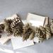 The Holiday Aisle® 2'2" Sage Pinecone Garland in Green | 6 H x 26 W x 2 D in | Wayfair AAF021241C74404D8FAEC145A90E8D38