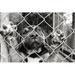 Ebern Designs Pup in a Pen by Suemack - Wrapped Canvas Photograph Metal in Black/White | 32 H x 48 W x 1.25 D in | Wayfair