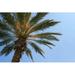 Bay Isle Home™ Palm Tree by Leslee - Wrapped Canvas Photograph Canvas | 12 H x 18 W x 1.25 D in | Wayfair 18F5EF43A6D34203980115E7E6A3B5A4