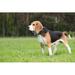 Ebern Designs Beagle Standing - Wrapped Canvas Photograph Canvas | 20 H x 30 W x 1.25 D in | Wayfair 27DFE5FBC8F54D15856626710394E0BA