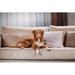 Ebern Designs Nova Scotia Duck Tolling Retriever by Anna-Av - Wrapped Canvas Photograph Canvas | 8 H x 12 W x 1.25 D in | Wayfair