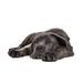 Ebern Designs Cane Corso Puppy Dog - Wrapped Canvas Photograph Metal | 32 H x 48 W x 1.25 D in | Wayfair 7F5EDE5DDB3E4CF89EA168730F50B59B