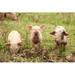 Gracie Oaks Three Piglets - Wrapped Canvas Photograph Canvas | 12 H x 18 W x 1.25 D in | Wayfair 9B6054B495464DC383EF9E2E61ED20EE