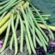 Bean French Climbing (Organic) Seeds - Cobra