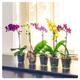1 To 3 Phalaenopsis Blume Moth Orchid Pink White Purple Yellow Colour Indoor Flower Plant in 9cm Pot