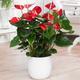 1 X Red Laceleaf Anthurium Decorative Live Plant in Ceramic Pot For Home/Office