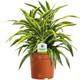 Dracaena Surprise - 1 Plant House/Office Live Indoor Pot Tree