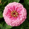 200 Organic Zinnia Pink Luminosa Elegans Seeds Pink Samen Semi Semillas Graines Zaad Zaden Somen Nasiona Sementi Annual Flower