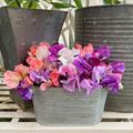 Sweet Pea Spencer Capri Mix Seeds - Seed Lathyrus Odoratus Heirloom