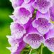 Digitalis purpurea (Foxgloves) Seeds