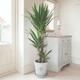 YouGarden Yucca 3 Stem 90/45/20Cm - 1.3M Tall In 24Cm Grow Pot