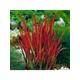 Imperata 'Red Baron' (Blood Grass) 9Cm X 3