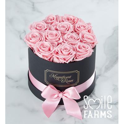 1-800-Flowers Flower Delivery Magnificent Roses Preserved Pink Roses One Dozen